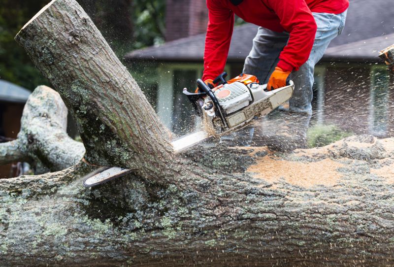 Tree removal process