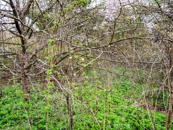 Underbrush Clearing in Fairbanks