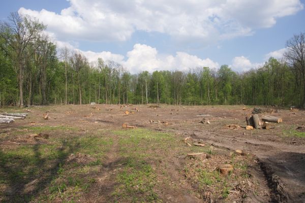 Cost of Pasture Clearing in Fairbanks