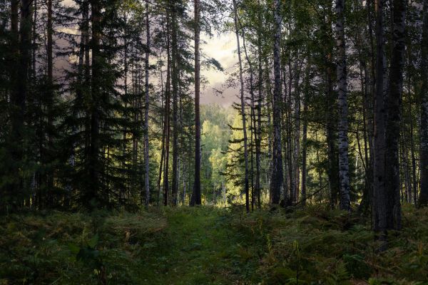 Cost of Pine Tree Clearing in Fairbanks