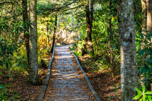 Trail Clearing in Fairbanks